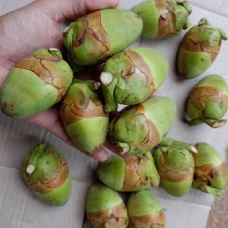 

Baruluk, Tembuluk kelapa per 3 butir obat diabetes