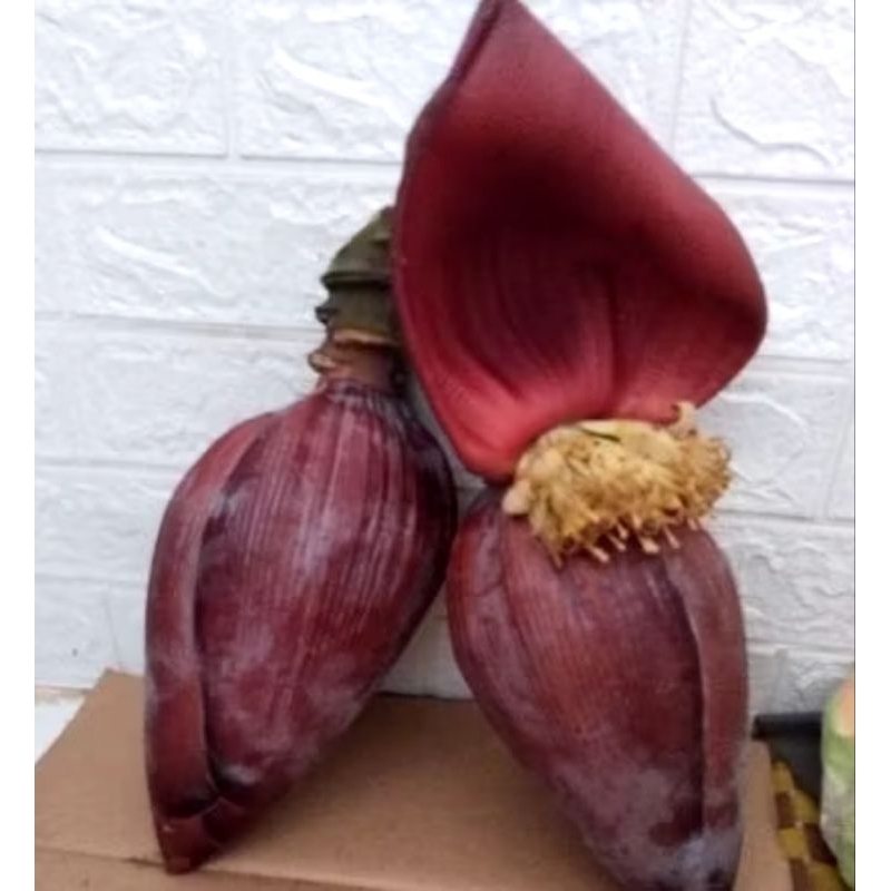 

Jantung pisang kepok otong / Ontong organik per buah