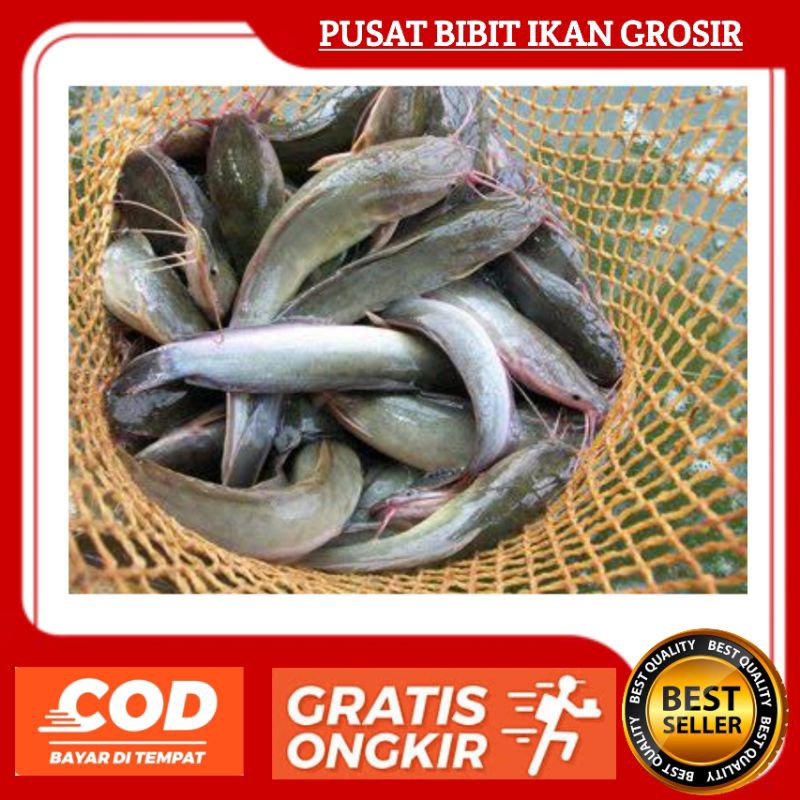 Bibit Ikan Lele Isi 100 Ekor Murah dan Berkualitas | Grosir Ikan Lele Bibit isi 100 Ekor