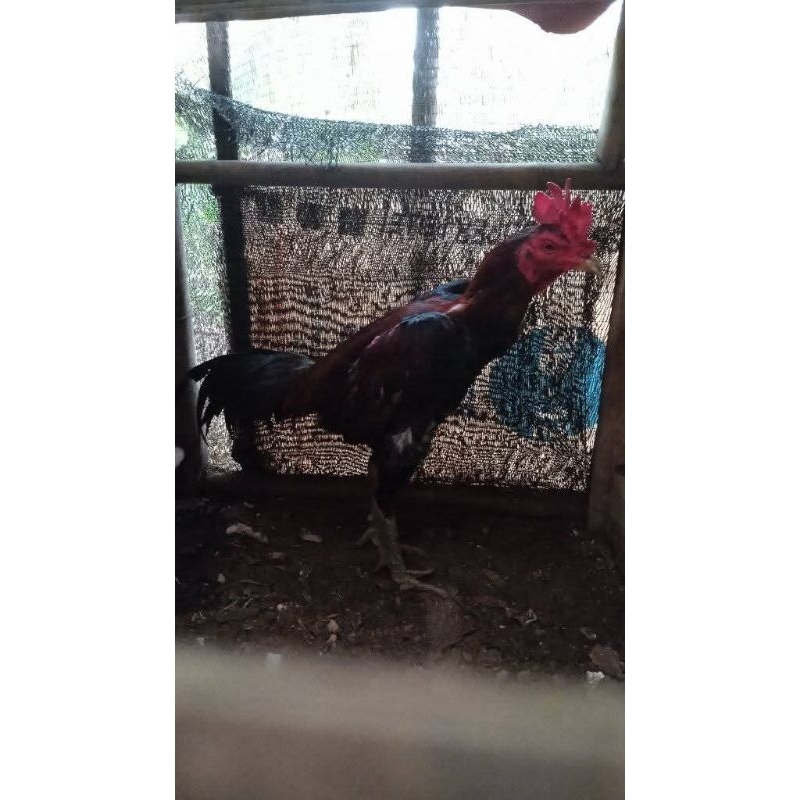 

Ayam Jago Kampung Ukuran Besar