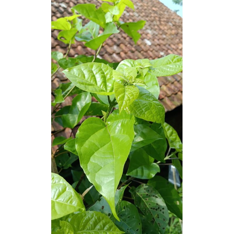 

daun singkil buas buas 100 gram