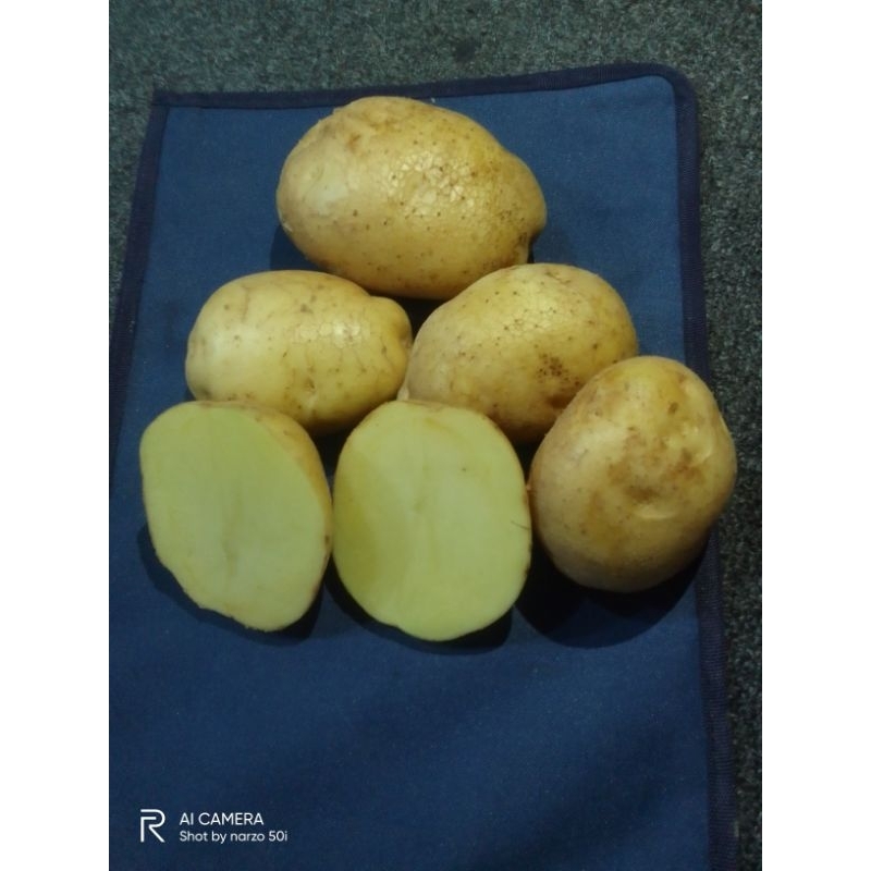 

kentang asli kawasan dieng 1kg