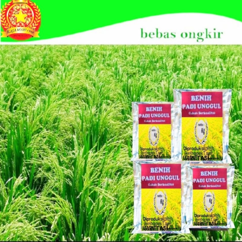 Benih padi berkualitas MSP sertani 14 1kg