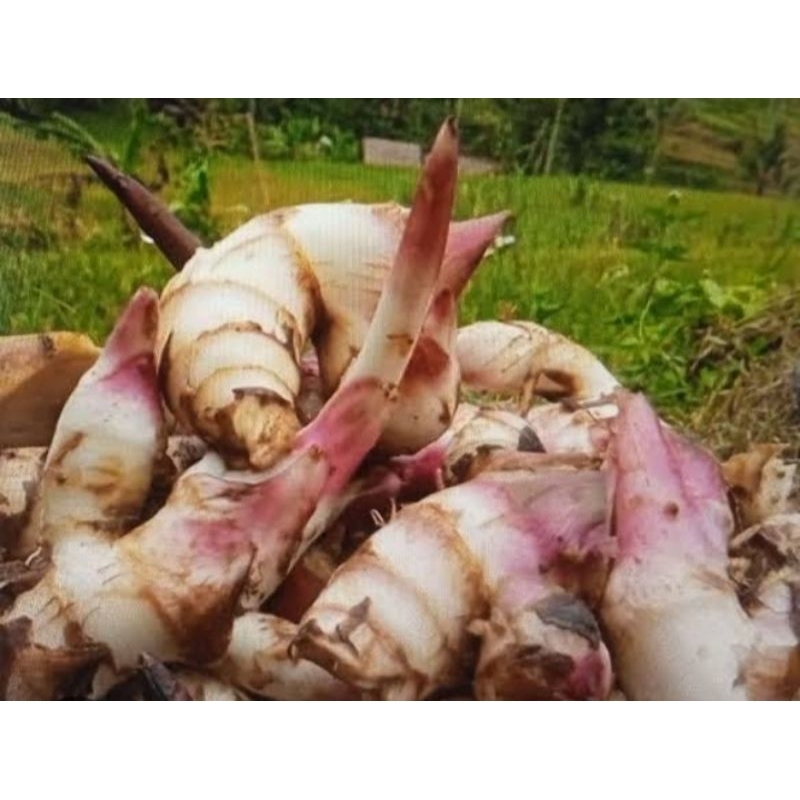 

Umbi Ganyong Fresh 1kg | umbi ganyong Pulen dan bersih segar