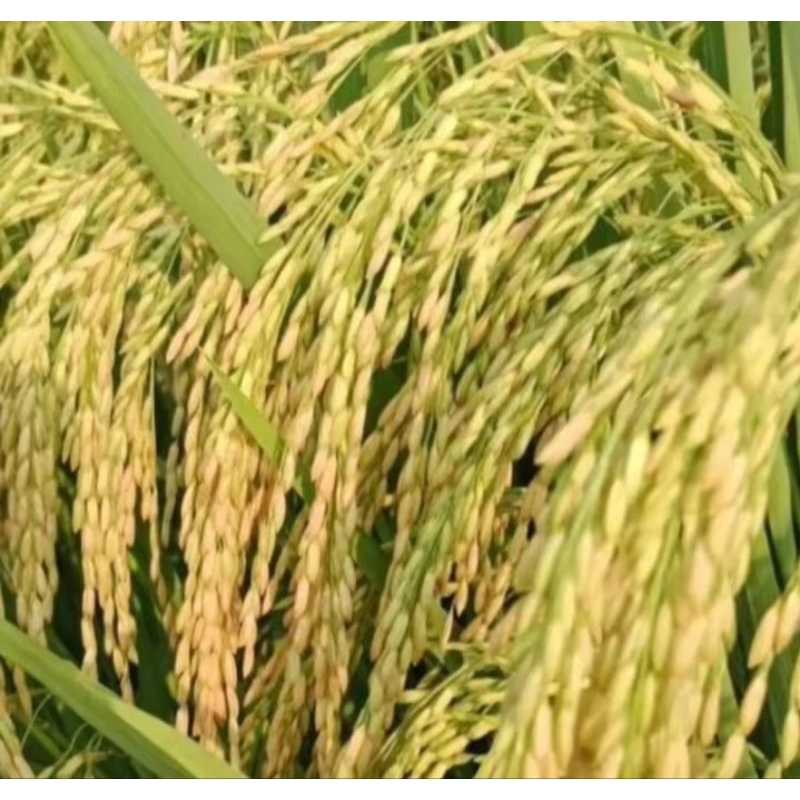 benih bibit padi IR  64 kemasan 5kg
