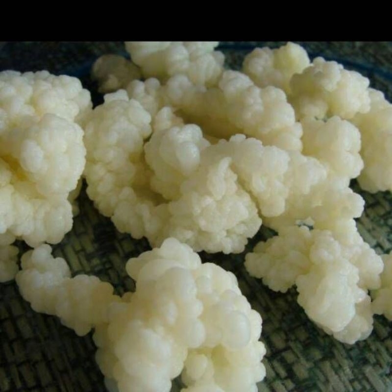 

Grain Kefir Super / Bibit Kefir 50 gr