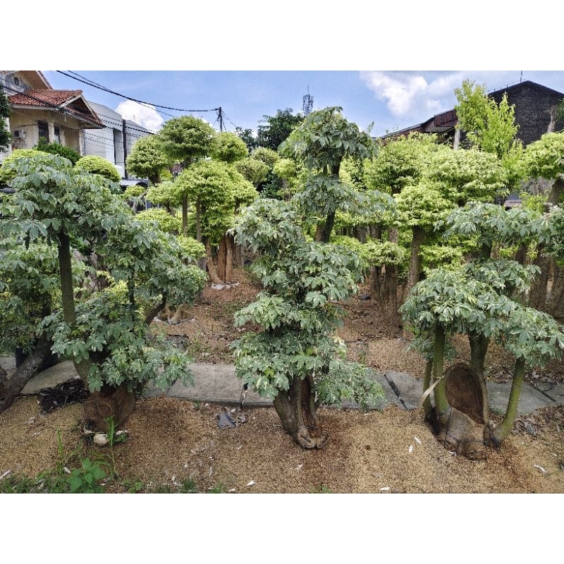 bonsai randu variegata