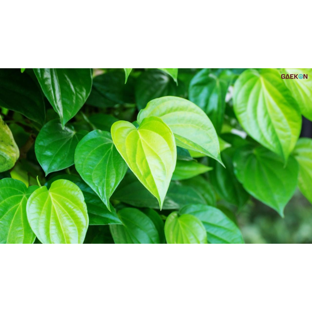 

Daun Sirih Hijau Segar / Daun Sirih Hijau Segar