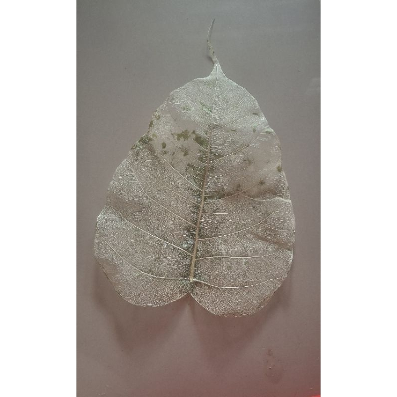 

HIASAN TULANG DAUN ALAMI 1LEMBAR 23X15 CM