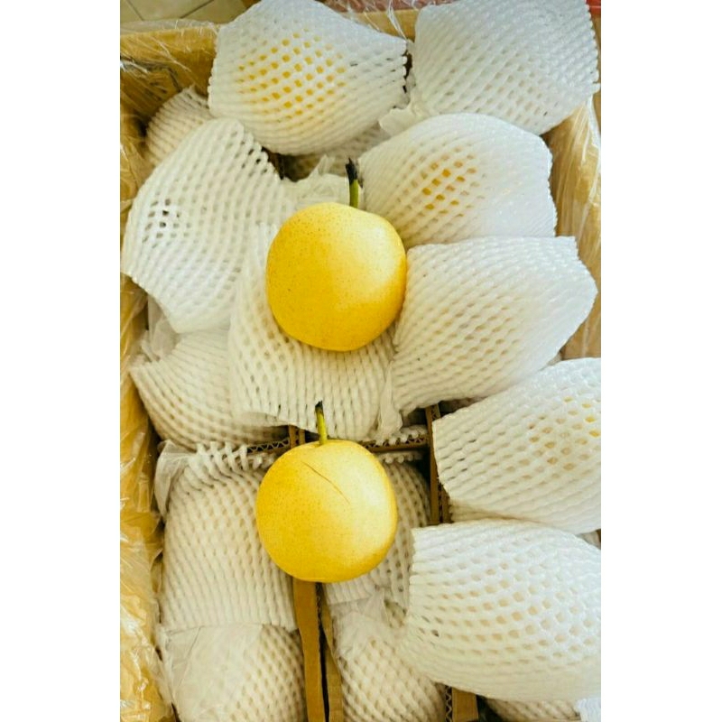 

Pir Century Manis dan Garing