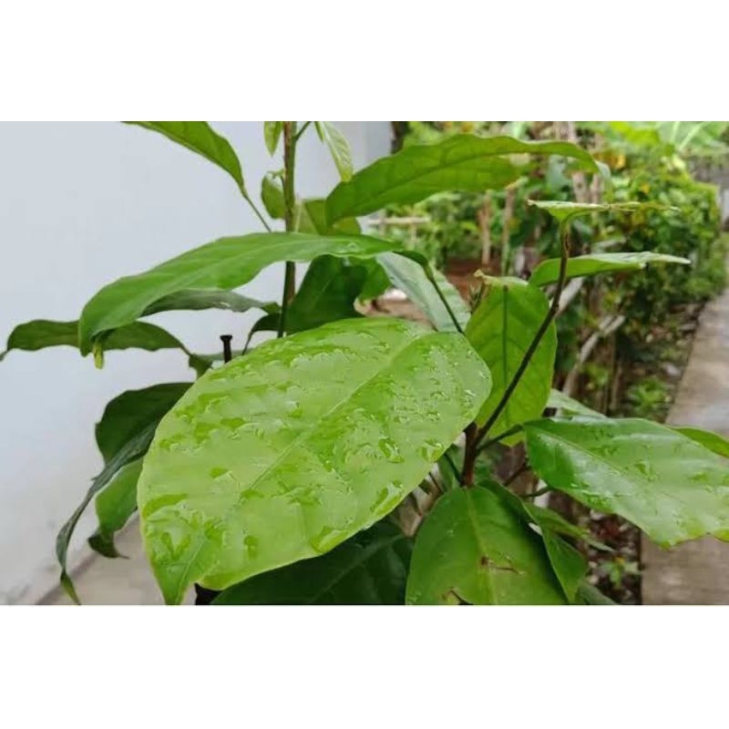 

DAUN HANTAP TRADISIONAL ALAMI