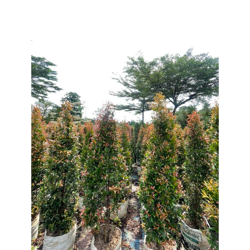 Pohon Pucuk Merah Tinggi 2 Meter Kualitas Terbaik, Pohon Peneduh Pucuk Merah