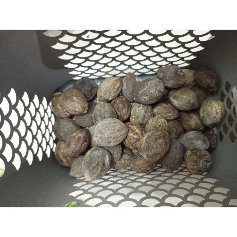 Muncang Adu Jayanti Si Poek Original AA MUNCANG (Posisi Ngambang Tuus)