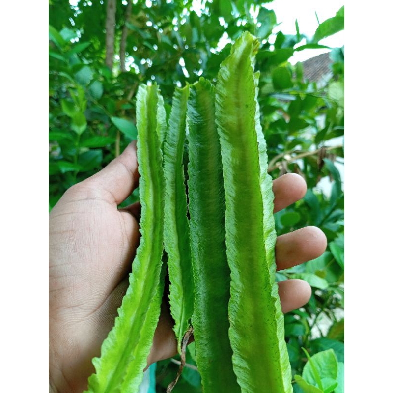 

PROMO!!! Sayur Kecipir Buah Kecipir Lalap Kecipir Muda Fresh Harga untuk Perbuah Kecipir Organik Sayur Organik Buah Cipir Psophocarpus tetragonolobus