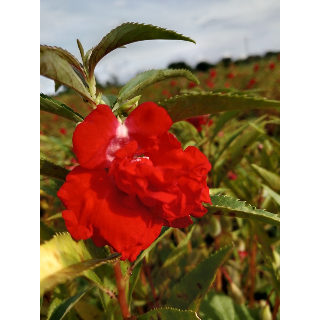 Bibit Bunga Pacar Air Merah Tumpuk