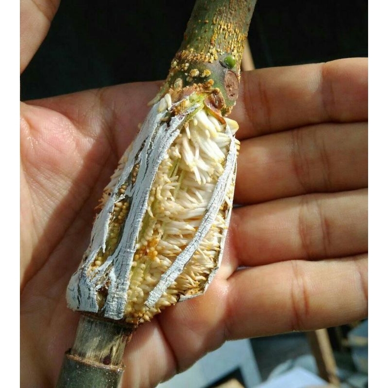 ZPT AKAR ROOTPRO CANNGKOK DAN STEK 30 ml