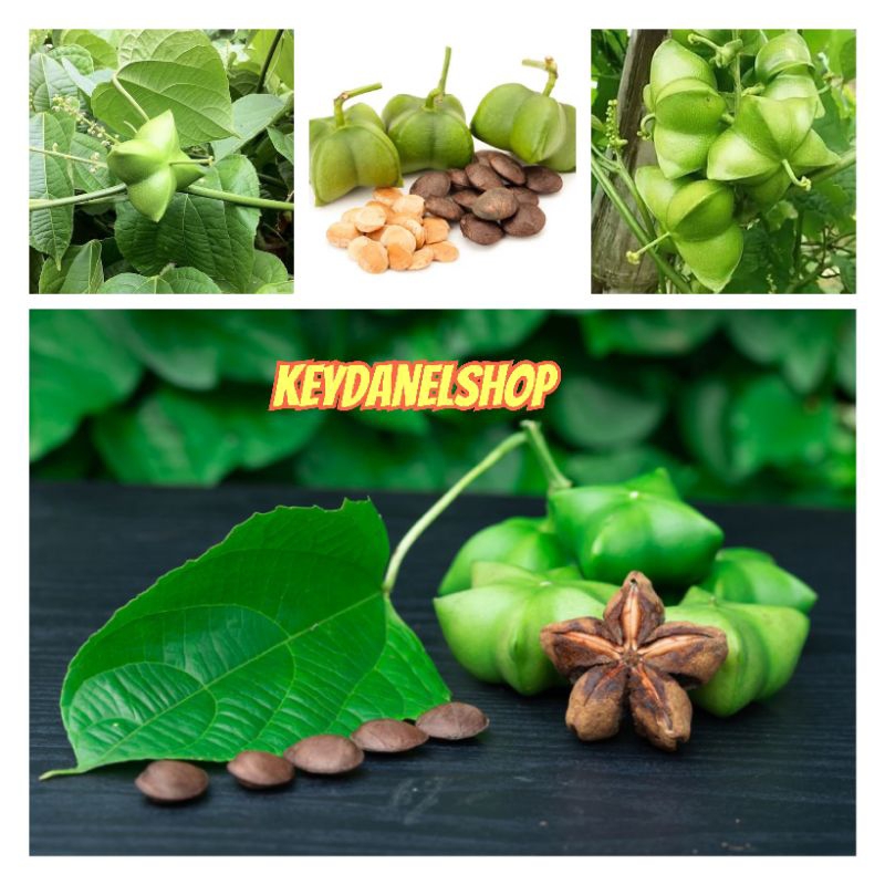 

Buah kacang Sahca inchi segar muda 1kg