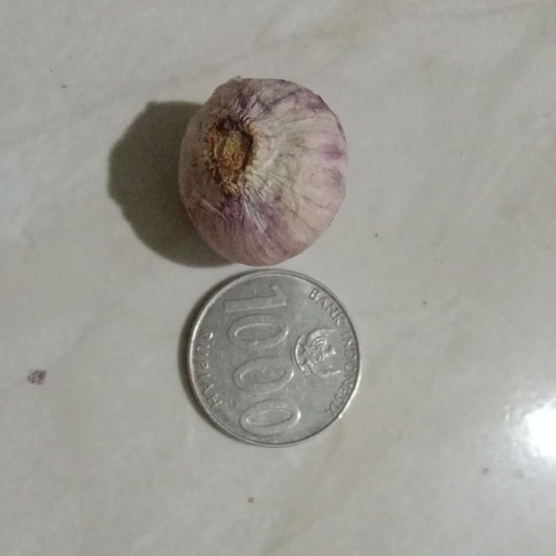 

Bawang putih tunggal ukuran tanggung agak kecil kemasan 1 kg
