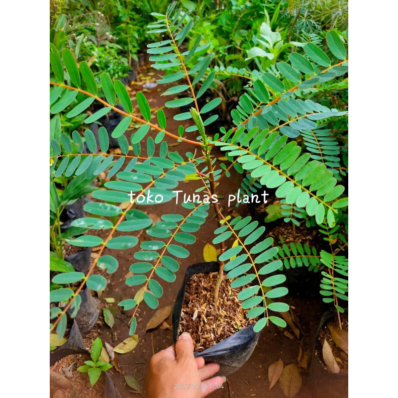 Bibit tanaman bunga turi merah (obat herbal)