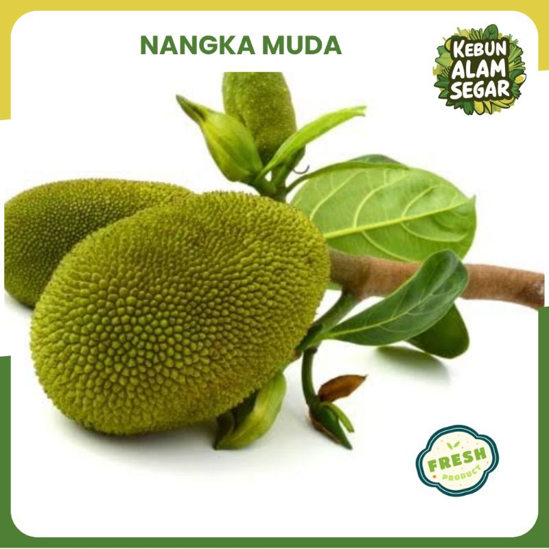 

NANGKA SAYUR MUDA MENTAH SEGAR / GORI TEWEL 1 KG