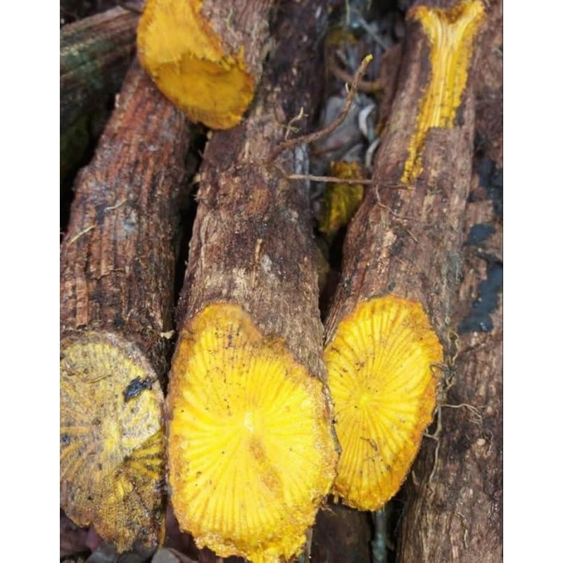 

promo 1kg akar kayu kuning/kikoneng asli