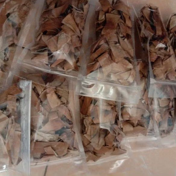 

Daun karet kebo kering daun herbal mengobati stroke / keputih / melancarkan haid dll