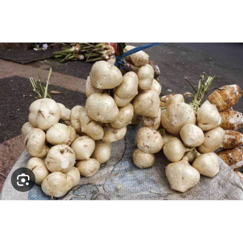 

BUAH BENGKOANG 1 Kg