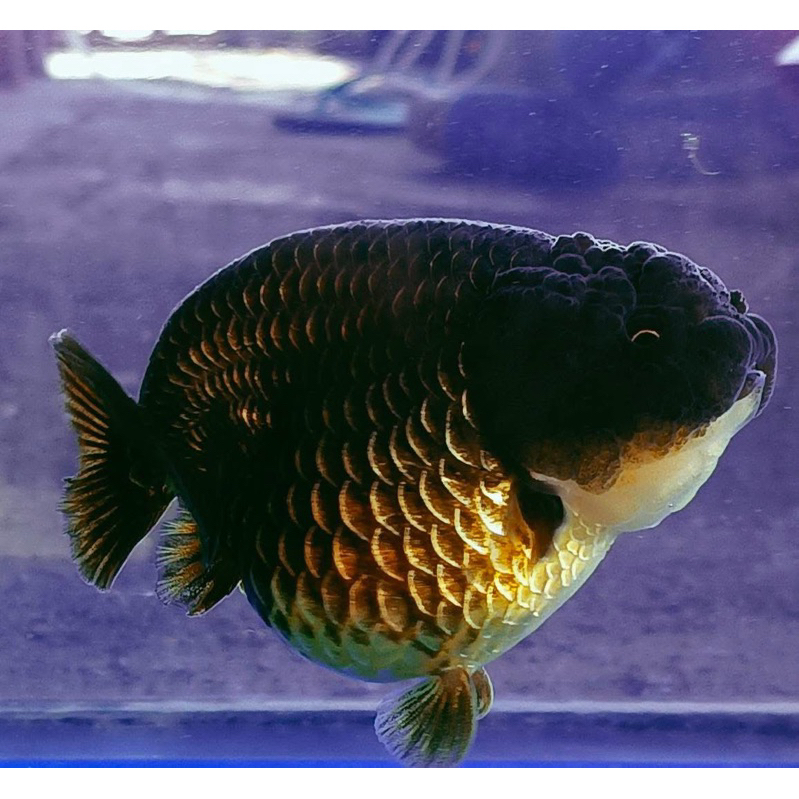 Goldfish Tinytail