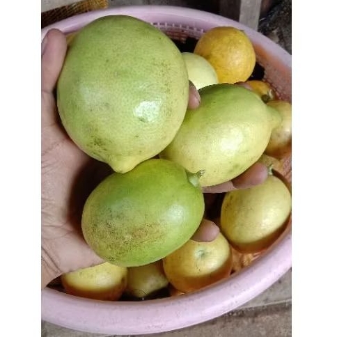 

Buah Jeruk Lemon Lokal Segar, Buah Jeruk Lemon Lokal Fresh 1kg