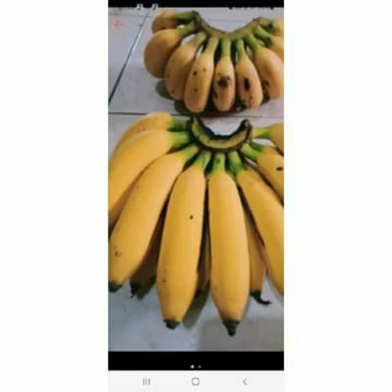 

PISANG JANTEN TUA 5 KG, FRESH