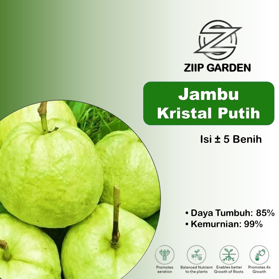 Benih Buah Jambu Kristal Unggul
