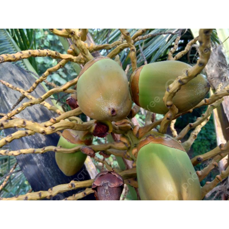 

10 buah beluluk/tembuluk/bakak kelapa