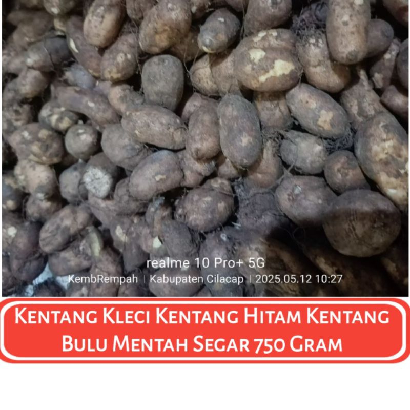 

Umbi KENTANG BULU KENTANG HITAM Kentang Kleci Segar Mentah 750 Gram