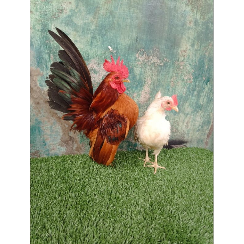 ayam serama sepasang