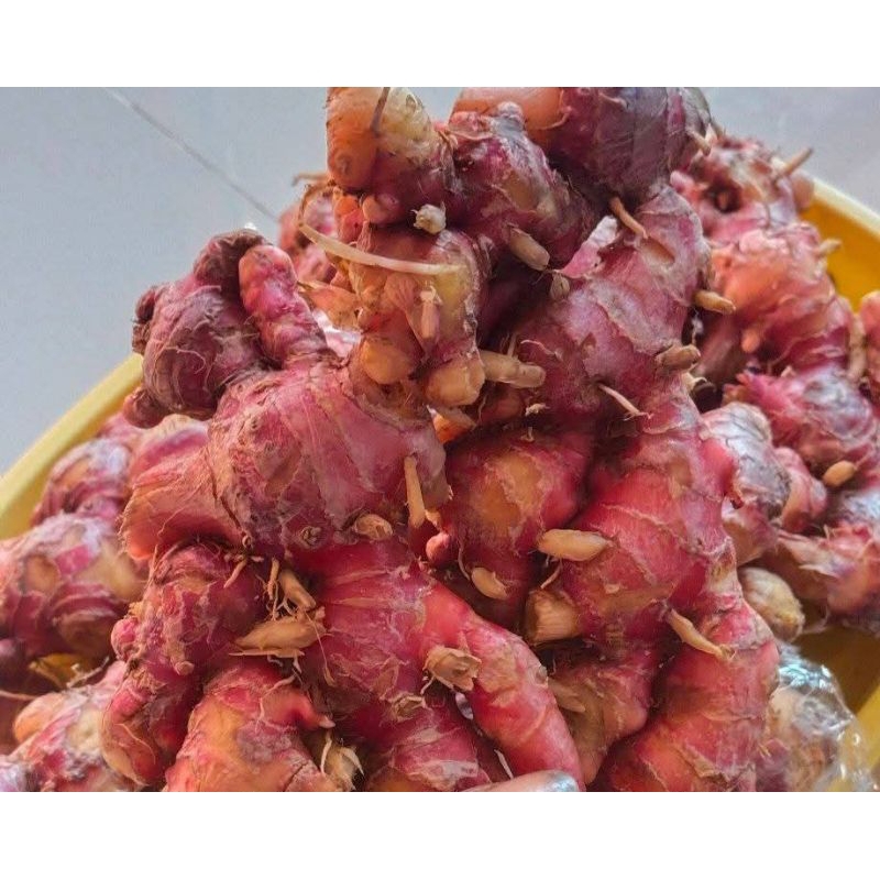 

JUAL JAHE MERAH SEGAR BERAT 1KG