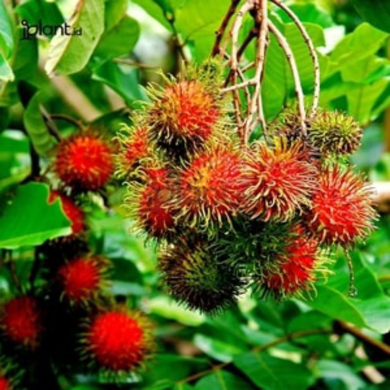 

bibit rambutan Aceh super