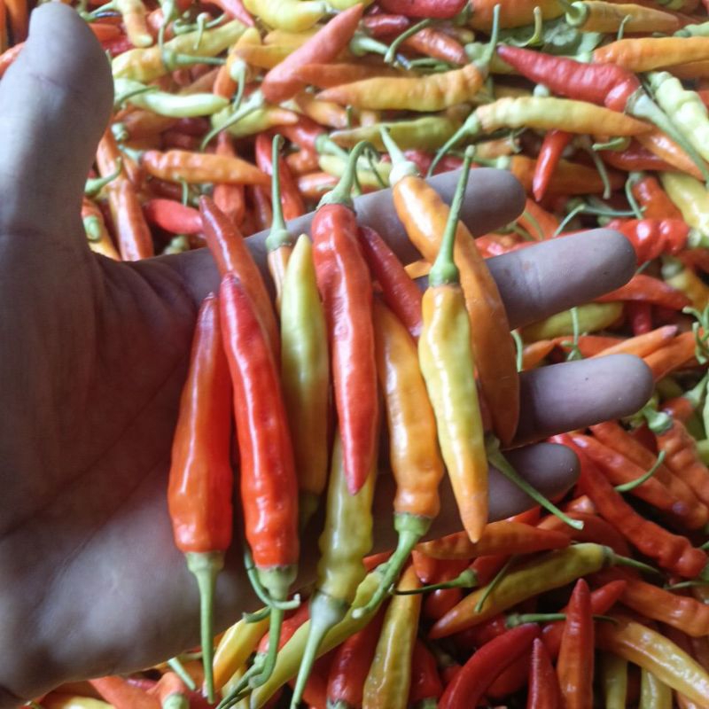 

cabe rawit fresh 1 kg asmoro