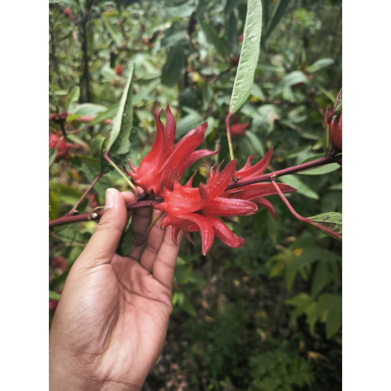 

Rosella kering 1kg termurah