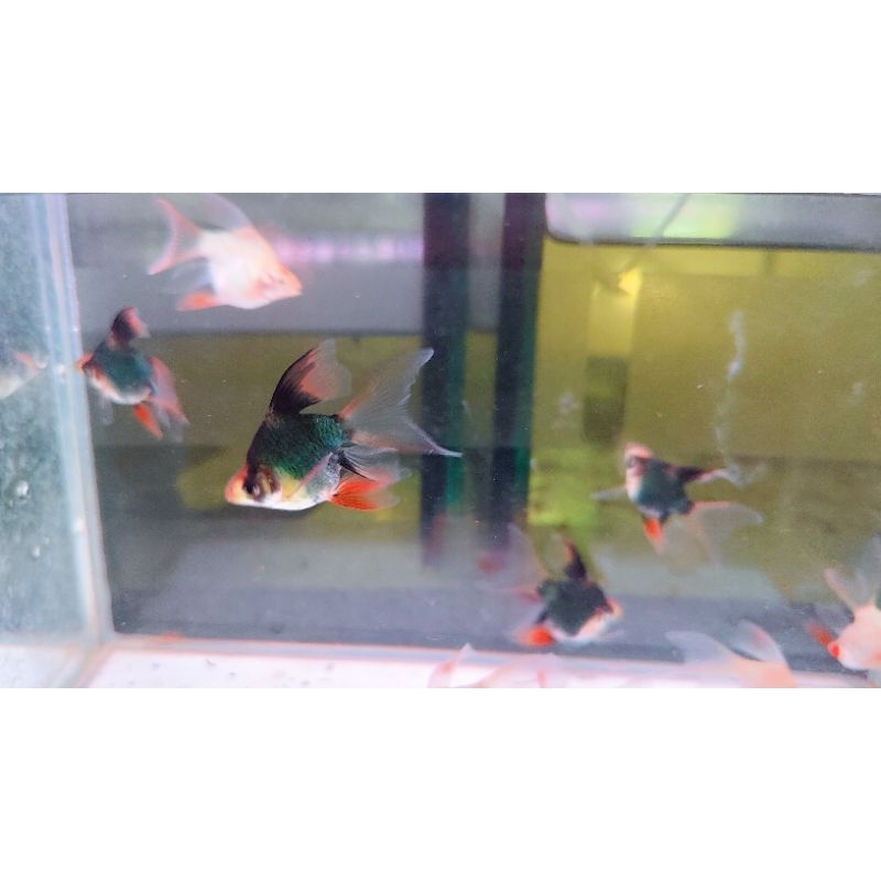 hiasan akuarium sumatra tiger balon slayer(barb slayer) /kebutuhan akuarium