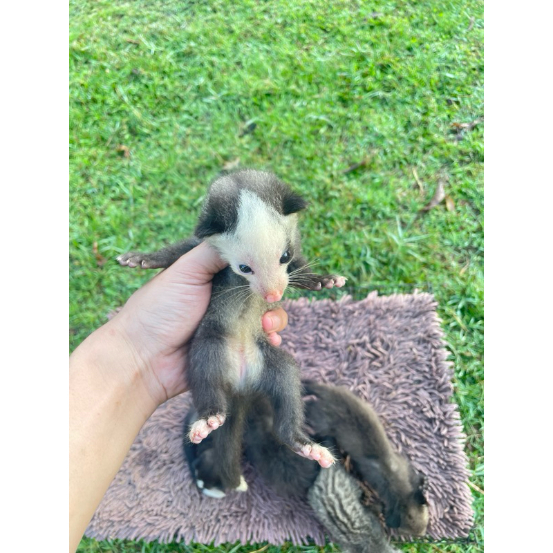 musang pandan mozaic
