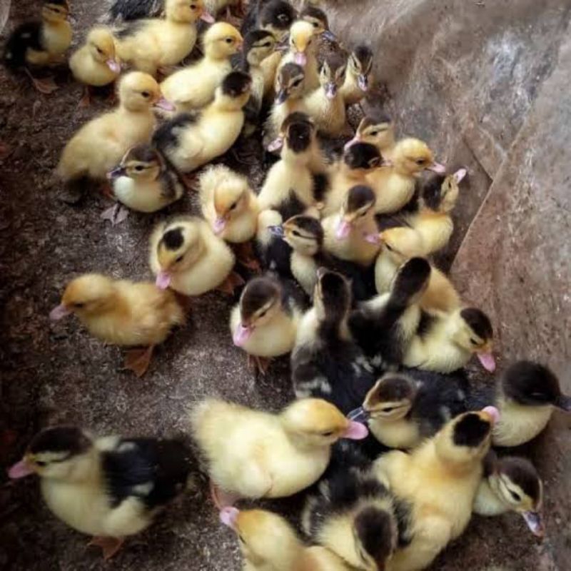 ECERAN DOE ENTOK / BASOR (sudah divaksin)