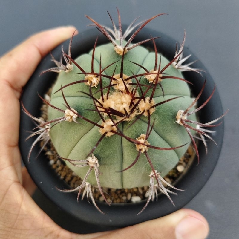 Tanaman Kaktus Gymnocalycium cabreraense VOS 16-2122
