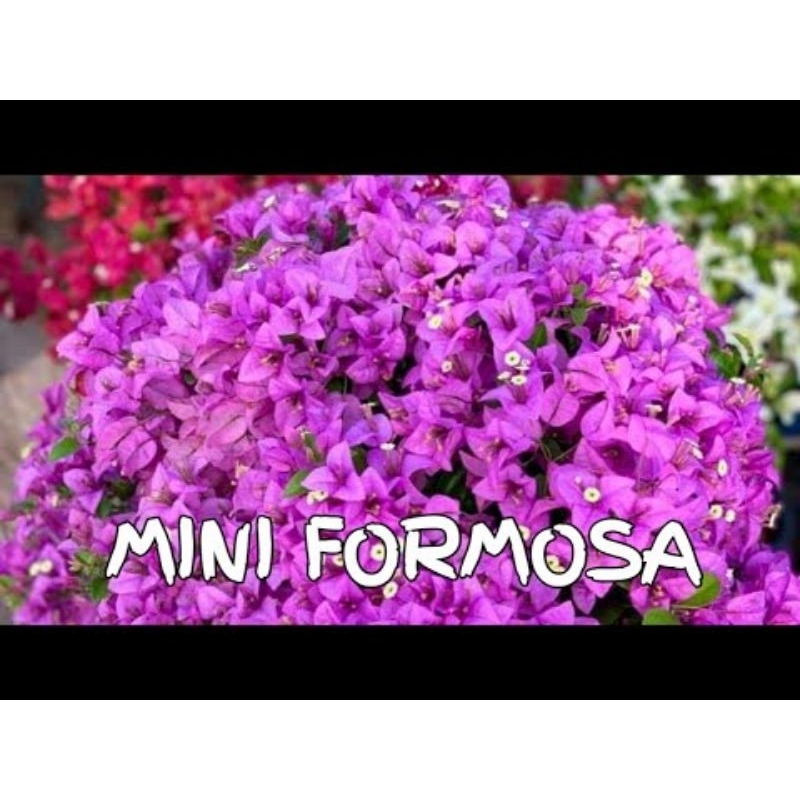 Tanaman Hias Bougenville Import Id Miniformosa (Ori)