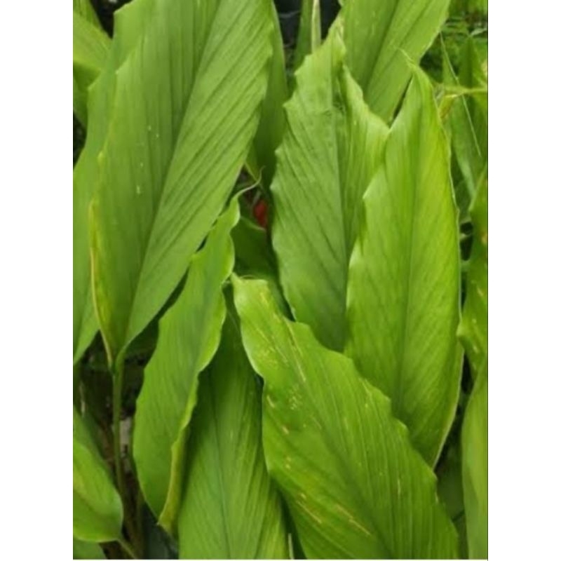 

Daun kunyit segar 500 gram