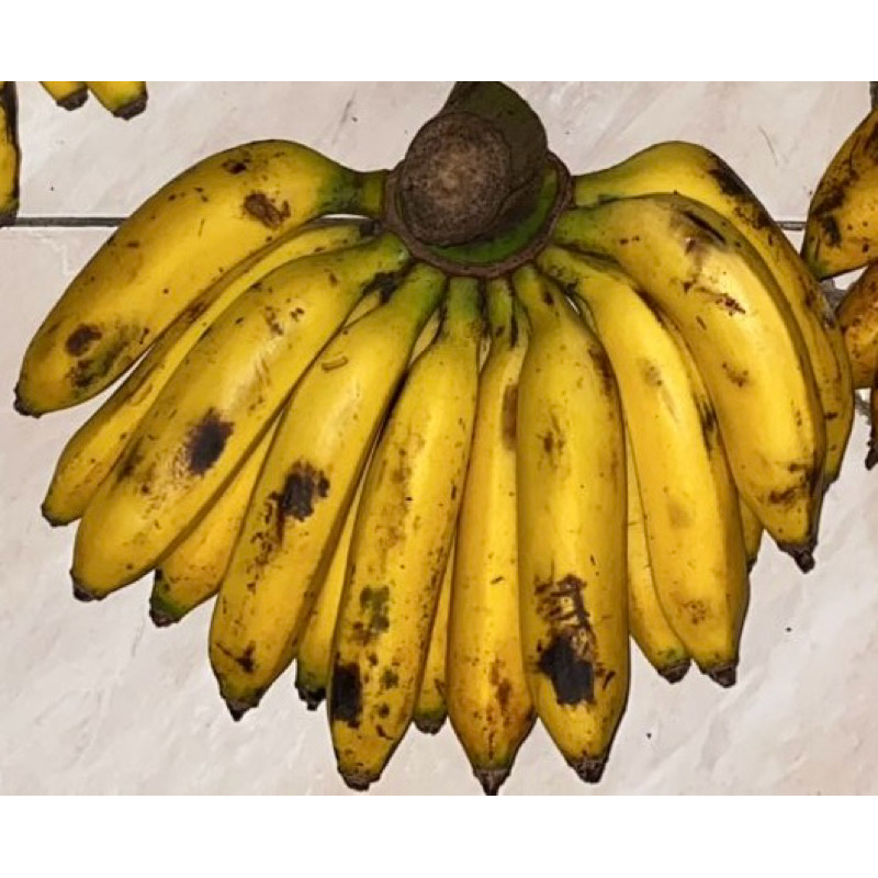 

Pisang Uli 1 Sisir (isi 10,12,15,16)