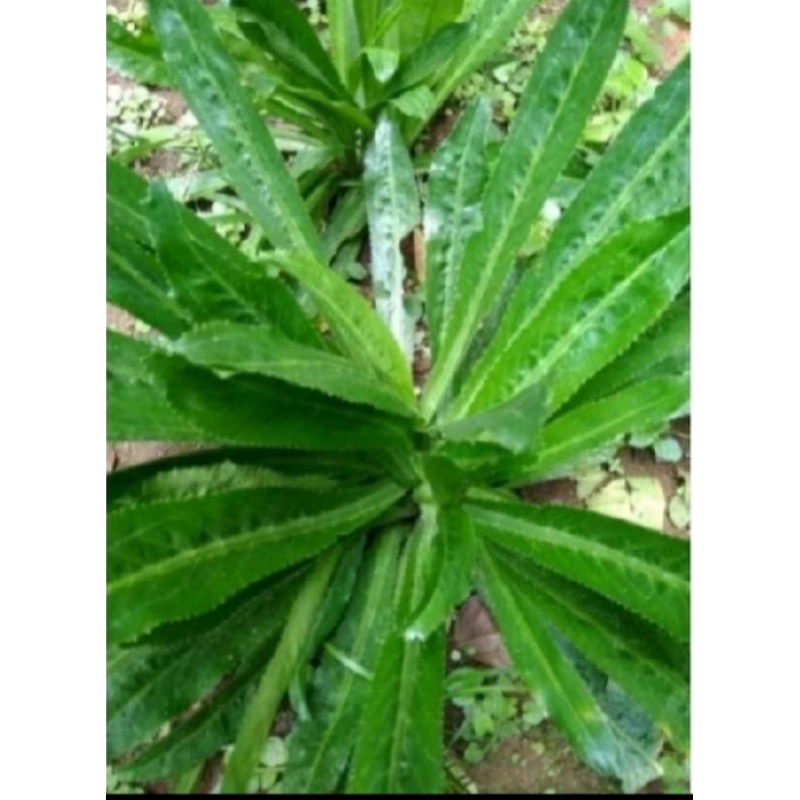 walang sangit kemasan 1kg