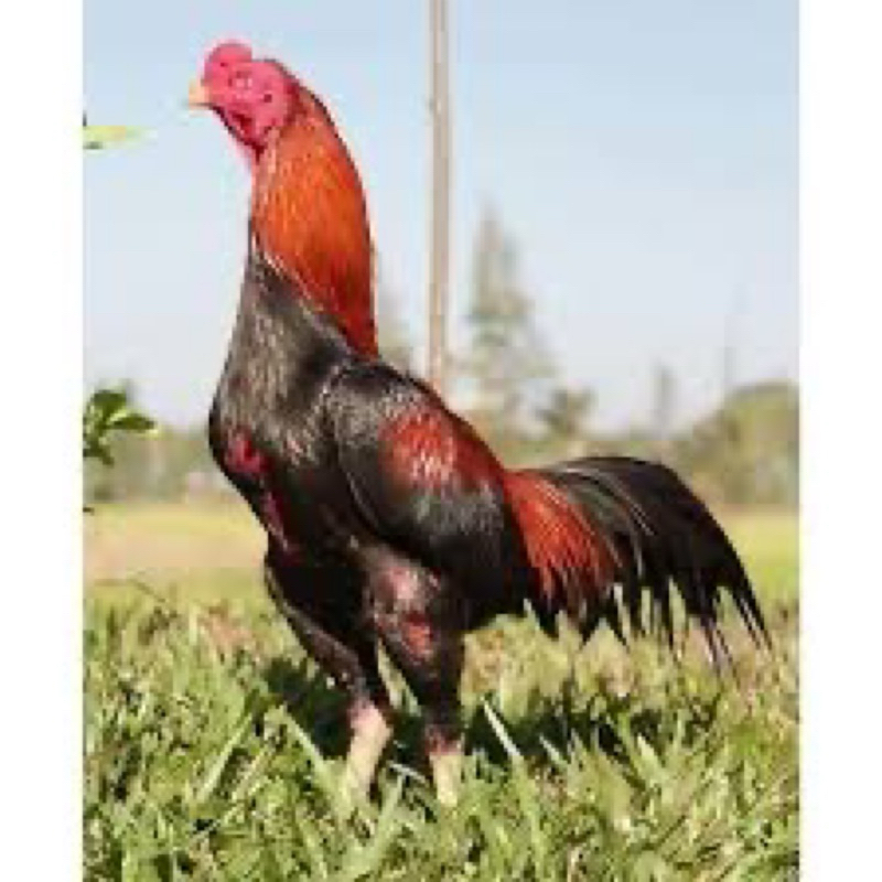 

TELUR FERTIL AYAM BANGKOKXAKA(AYAM KAMPUNG ASLI)