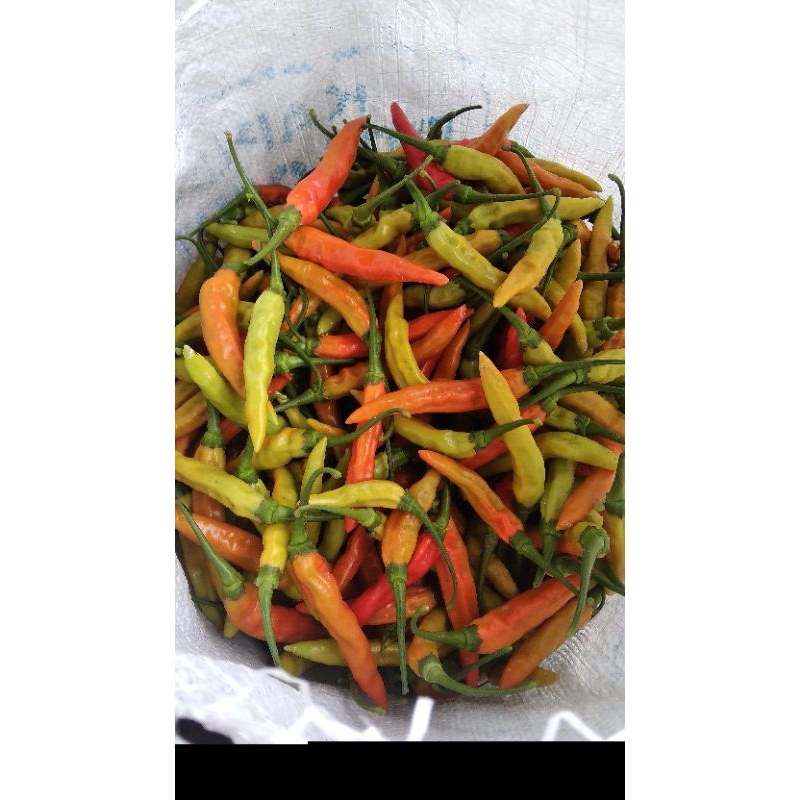 

CABE RAWIT PEDAS SEGAR DARI PETANI LANGSUNG BERAT 1KG