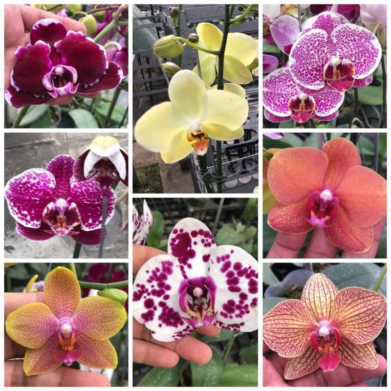 (BISA COD) TERMURAH Bunga Hias Anggrek Bulan JUMBO PASCA BUNGA / Tanaman Hias Anggrek Bulan Bunga Hi