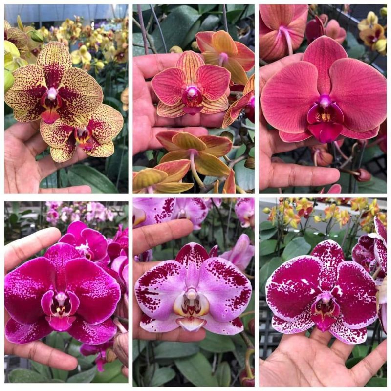 (BISA COD) TERMURAH Anggrek Bulan Ex Rental JUMBO PASCA BUNGA Bebas Pilih Warna / Tanaman Hias Anggr